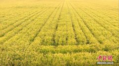 大庆市年产“碱稻”610万斤 蹚